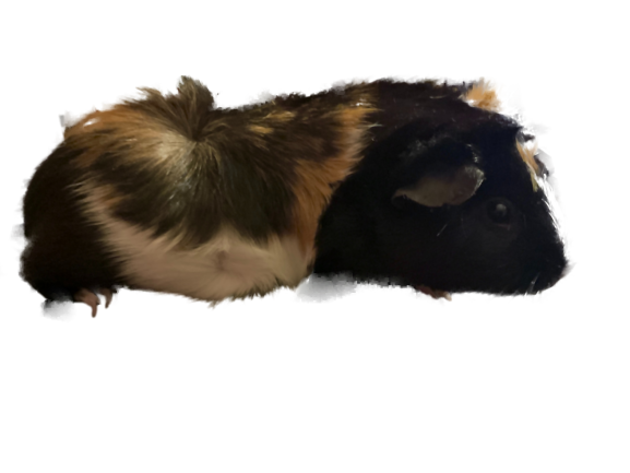 S'more the guinea pig